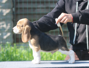Zdjęcie №4. Sprzedam beagle (rasa psa) w Mińsk. od żłobka - cena - 3025zł