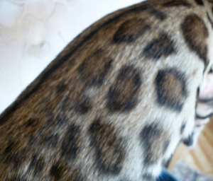 Zdjęcie №4. Sprzedam kot bengalski w Belgorod. od żłobka - cena - Negocjowane