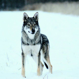 Zdjęcie №4. Sprzedam wilczak czechosłowacki w Tula. hodowca - cena - Negocjowane