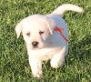 Dodatkowe zdjęcia: Labrador Retriever... napisz do mnie 12097835681... napisz do mnie 12097835681