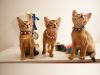 Dodatkowe zdjęcia: Klubowe kocięta abisyńskie