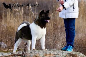 Zdjęcie №1. akita amerykańska - na sprzedaż w Zaporoże | 3514zł | Zapowiedź №5344