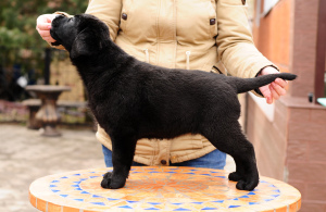Dodatkowe zdjęcia: Szczeniaki Labradora w kolorze czarnym i płowym.