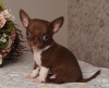 Dodatkowe zdjęcia: Chihuahua Chocolate Mini Boy