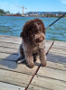 Zdjęcie №3. Szczenięta Lagotto Romagnolo. Serbia