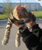 Zdjęcie №2 do zapowiedźy № 10587 na sprzedaż  kot bengalski - wkupić się Federacja Rosyjska hodowca