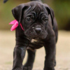 Zdjęcie №1. cane corso - na sprzedaż w Kames | negocjowane | Zapowiedź №120641