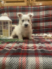 Zdjęcie №1. west highland white terrier - na sprzedaż w Berlin | negocjowane | Zapowiedź №44771