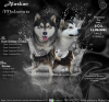 Zdjęcie №1. alaskan malamute - na sprzedaż w Воткинск | 1502zł | Zapowiedź №9244