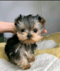 Zdjęcie №1. yorkshire terrier - na sprzedaż w Helsinki | 21zł | Zapowiedź №77696