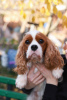 Dodatkowe zdjęcia: Cavalier King Charles Spaniel