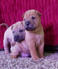 Dodatkowe zdjęcia: Dzieci Shar Pei