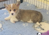 Zdjęcie №4. Sprzedam welsh corgi w Афины.  - cena - 1046zł