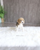 Zdjęcie №1. beagle (rasa psa) - na sprzedaż w Берлингероде | 2511zł | Zapowiedź №99571