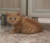 Zdjęcie №1. kot brytyjski krótkowłosy - na sprzedaż w Nowy Jork | 990zł | Zapowiedź № 89605