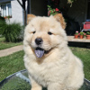 Zdjęcie №3. Chow Chow males. Serbia