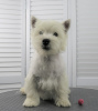 Zdjęcie №4. Sprzedam west highland white terrier w Moskwa. prywatne ogłoszenie, od żłobka, hodowca - cena - 2578zł