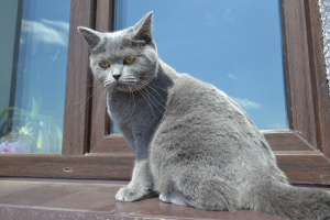 Zdjęcie №2. Usługi krycia kot brytyjski krótkowłosy. Cena - 1155zł