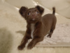 Zdjęcie №2 do zapowiedźy № 78125 na sprzedaż  chihuahua (rasa psów) - wkupić się Federacja Rosyjska prywatne ogłoszenie