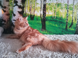Zdjęcie №3. Ogromny i piękny kot rasy Maine Coon. Federacja Rosyjska