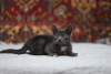 Zdjęcie №3. Smoky kociak Funtik szuka domu!. Białoruś