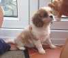 Zdjęcie №3. Urocze szczenięta Cavalier King Charles do bezpłatnej adopcji. Niemcy