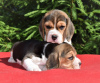 Zdjęcie №4. Sprzedam beagle (rasa psa) w Kijów. prywatne ogłoszenie, od żłobka - cena - 2575zł