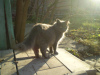 Zdjęcie №1. kot brytyjski długowłosy - na sprzedaż w Charków | negocjowane | Zapowiedź № 7710