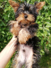 Zdjęcie №2 do zapowiedźy № 108998 na sprzedaż  yorkshire terrier biewer, yorkshire terrier - wkupić się Estonia prywatne ogłoszenie, od żłobka, hodowca