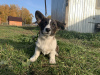 Dodatkowe zdjęcia: Szczenięta Cardigan Welsh Corgi