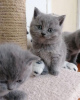 Zdjęcie №1. scottish fold - na sprzedaż w Довилаи | negocjowane | Zapowiedź № 32284