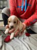 Zdjęcie №1. beagle (rasa psa) - na sprzedaż w Miami Beach | 792zł | Zapowiedź №64134