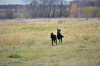 Dodatkowe zdjęcia: Szczeniak rasy prosto coated retriever