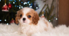 Zdjęcie №1. cavalier king charles spaniel - na sprzedaż w Berlin | 3867zł | Zapowiedź №33340