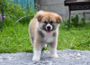 Zdjęcie №1. akita (rasa psa) - na sprzedaż w Cherkassky Bishkin | negocjowane | Zapowiedź №50488