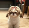 Zdjęcie №3. Lhasa apso. USA