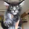 Zdjęcie №1. maine coon - na sprzedaż w Hartford | 2377zł | Zapowiedź № 109895