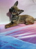 Zdjęcie №2 do zapowiedźy № 91934 na sprzedaż  chihuahua (rasa psów) - wkupić się Federacja Rosyjska hodowca