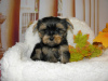 Zdjęcie №4. Sprzedam yorkshire terrier w Москва. prywatne ogłoszenie, hodowca - cena - 877zł