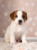 Zdjęcie №2 do zapowiedźy № 11542 na sprzedaż  jack russell terrier - wkupić się Ukraina prywatne ogłoszenie