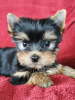 Zdjęcie №1. yorkshire terrier - na sprzedaż w Praga | 1188zł | Zapowiedź №76231