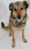 Zdjęcie №2 do zapowiedźy № 10393 na sprzedaż  pies nierasowy - wkupić się Federacja Rosyjska prywatne ogłoszenie