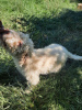 Zdjęcie №4. Sprzedam lagotto romagnolo w Târgu Mureș. hodowca - cena - negocjowane