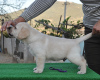 Dodatkowe zdjęcia: Szczeniaki Labrador Retriever