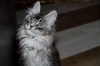 Dodatkowe zdjęcia: Kocięta rasy Maine Coon