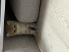 Dodatkowe zdjęcia: Złoty kociak brytyjski krótkowłosy do ponownego domu