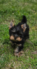 Zdjęcie №2 do zapowiedźy № 109097 na sprzedaż  yorkshire terrier - wkupić się Niemcy prywatne ogłoszenie, hodowca