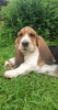 Zdjęcie №1. basset hound - na sprzedaż w Oulu | 2093zł | Zapowiedź №54937