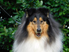 Dodatkowe zdjęcia: Szczeniaki Rough Collie