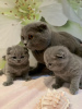 Zdjęcie №3. Zdrowe, domowe kocięta rasy Scottish Fold są już dostępne w sprzedaży. Niemcy